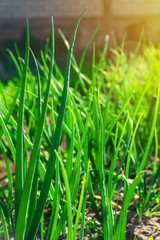 Seedlings of young green onions on the beds of the infield.