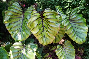 Beautiful leaves of Colocasia Pharaoh's Mask plant in the summer