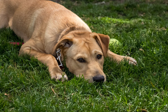 MIxed-breed reddish-golden puppy laying in the grass with tennis ball next to him