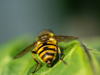 Landed Hover Fly in close up view with bokeh background