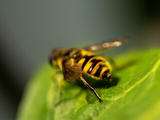Landed Hover Fly in close up view with bokeh background