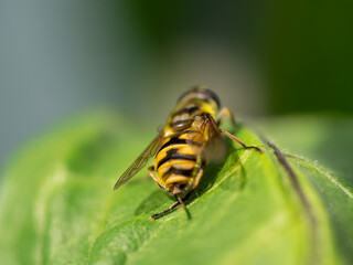 Landed Hover Fly in close up view with bokeh background