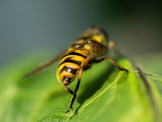 Landed Hover Fly in close up view with bokeh background