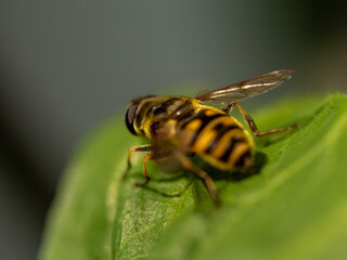 Landed Hover Fly in close up view with bokeh background