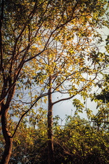 Obraz premium Trees and leaves in autumn 