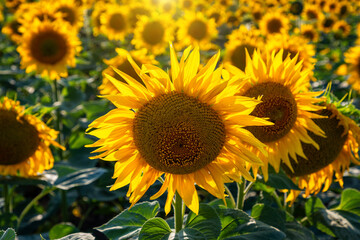 Obraz premium Sunflower fields And blue Sky clouds Background.Sunflower fields landscapes on a bright sunny day with patterns formed in natural background.