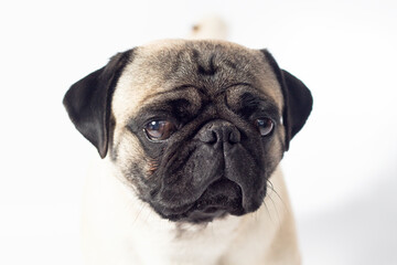 Retrato Pug