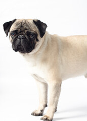 Retrato Pug