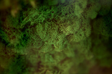 green moss in an aquarium on a snag.