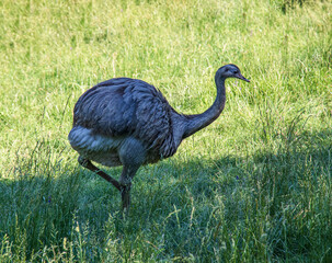 Darwin's rhea, Rhea pennata also known as the lesser rhea. It is a large flightless bird, but the...