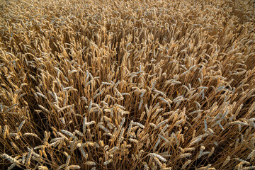 Wheat field under blue sky. Rich harvest theme. Rural landscape with ripe golden wheat. The global problem of grain in the world.