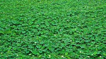 lotus and lotus leaves in the lotus field