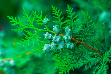 Immature seed cones of platycladus orientalis, also known as Chinese thuja, Oriental arborvitae,...