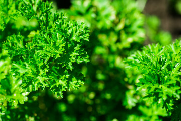 Parsley grows in the the garden area. Green background of parsley leaves, top view close-up
