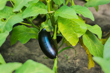 Fruit of eggplant growing in the field