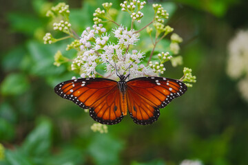 Soldier Butterfly