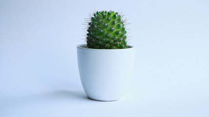 Green small cactus in pot on light background