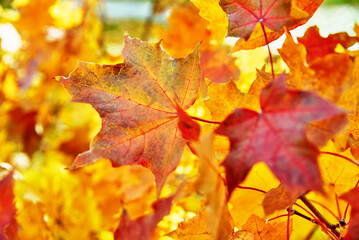 Naklejka na ściany i meble Autumn background. Colorful maple leaves close up