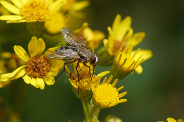 Close up Tachinid fly Prosena siberita. Family Tachinidae. On blurred flowers of ragwort (Jacobaea vulgaris, Senecio jacobaea). Summer, Dutch garden.                           