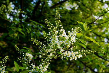 Cherry blossoms, with small green leaves, on the branches. Bird cherry blossoms leaves and flowers. Small white flowers, with yellow cores.