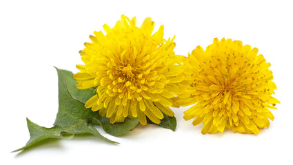 Dandelion with leaves.