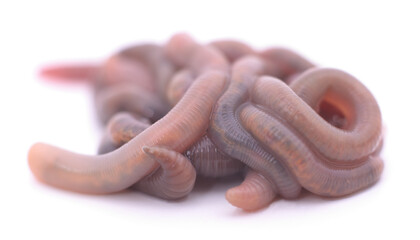 Pile of earthworms.