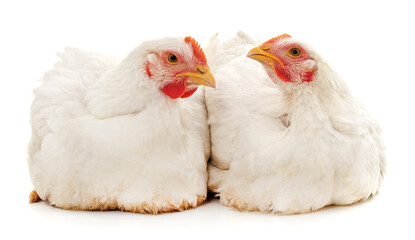 Two white chickens.