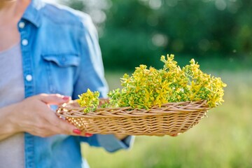 Close-up of plucked flowering plants of St. Johns wort in wicker basket