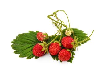 Wild strawberries on a stem.