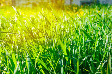 Grass and sunlight