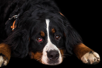 Bernese mountain dog lying with red eyes on a black background. studio photo. canine conjunctivitis...