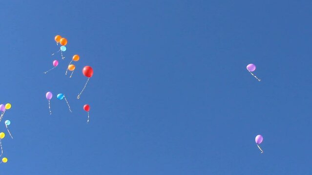 a many blue and yellow helium balloons flying up in the sky on school feast in Ukraine