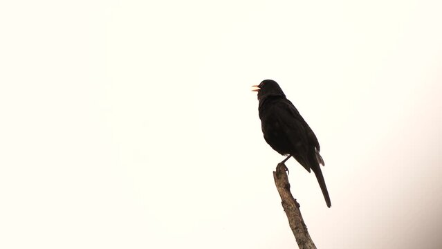 A male Blackbird (Turdus merula) singing in the top of a dead tree