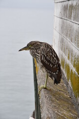 The start of a new journey in the colors of birds and the looks they give you when taking photos of them.