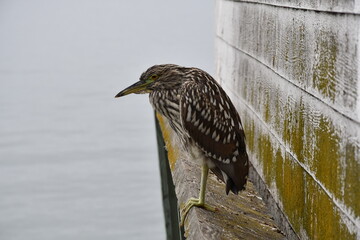 The start of a new journey in the colors of birds and the looks they give you when taking photos of them.