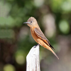 Cliff Flycatcher (Hirundinea ferruginea) isolated, perched on a log over blue sky