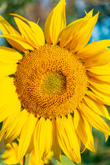 Obraz premium sunflower close up