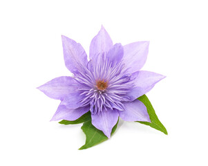 Blue clematis with green leaves.