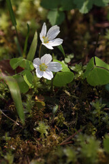 Wood sorrel (Oxalis acetosella) blooming white flower in a botanical garden, Lithuania