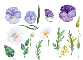 Watercolor illustration 