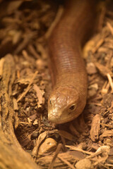 Looking into the Face of a European Glass Lizard
