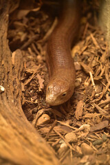 European Glass Lizard a Legless Lizard not a Snake