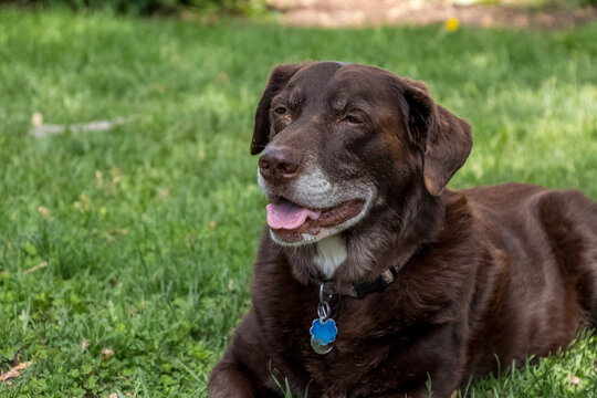 Gray-haired, aging chocolate labrador retriever lying down in the grass