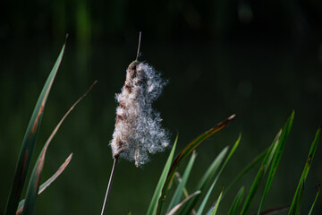 Bulrush head seeds