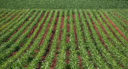 corn crop