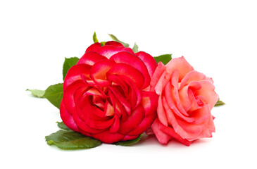 Beautiful pink flowers.