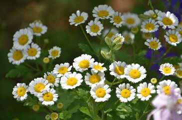 Stunning Garden with Flowering Feverfew Plants