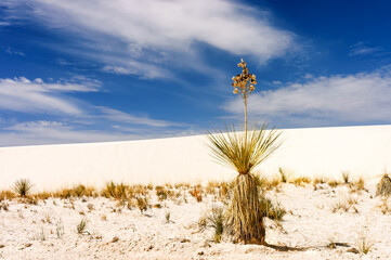 soap tree yucca (Yucca glauca ) plant under the blue sky  of  White Sand National Monument, New...