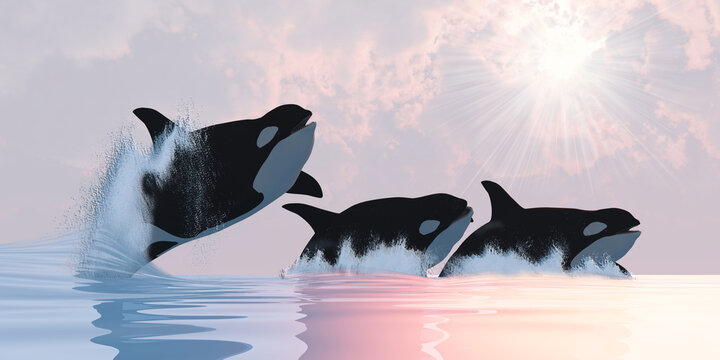Three Female Killer Whales - A family of Orca Killer whales play in oceans waters breaching and splashing.