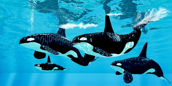 Orca Pod Hunting - A family pod of Orca Killer whales swim together in the world's oceans looking for prey.